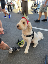 Load image into Gallery viewer, SunHats