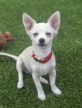 Load image into Gallery viewer, White Stars On Red Dog Collar