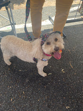 Load image into Gallery viewer, SunHats