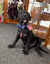 Load image into Gallery viewer, Blue Tartan Dog Collar With Bowtie