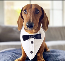 Load image into Gallery viewer, Tuxedo & Cuffs