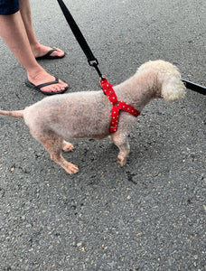 Red & White Stars Step-in Harness