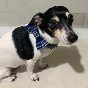 Blue Tartan Dog Collar With Bowtie